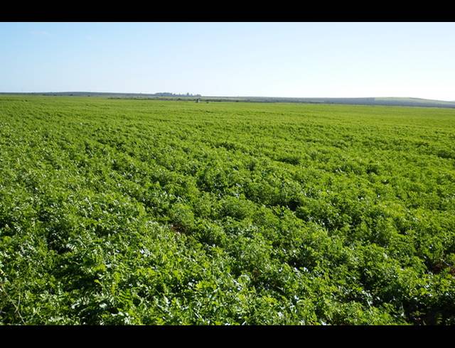 603HA FARM FOR SALE IN HOPEFIELD RURAL